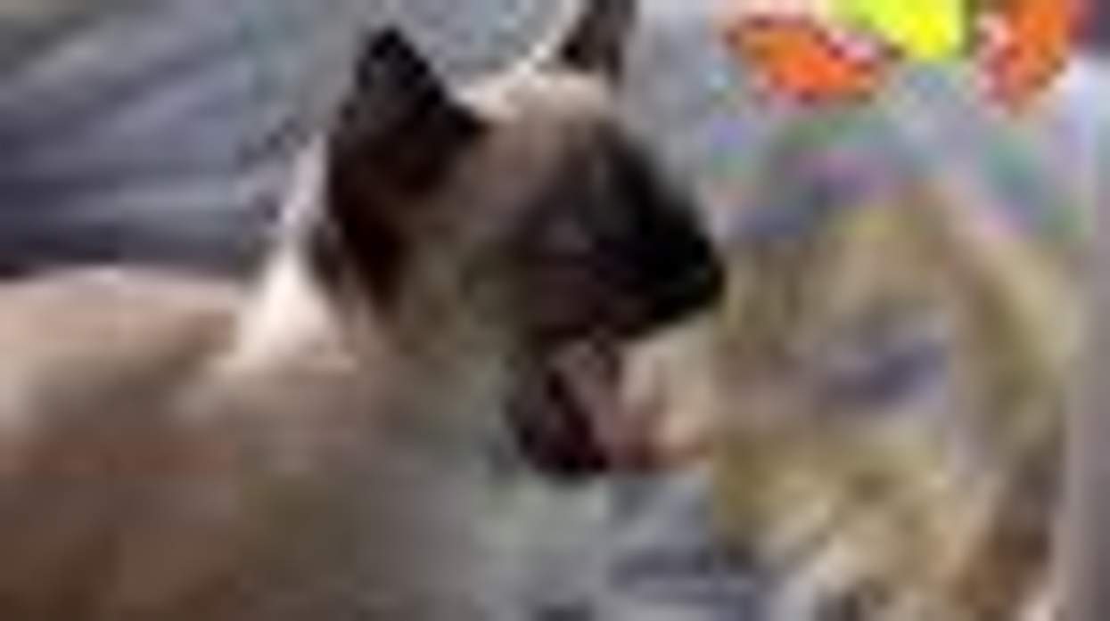 I Thawt I Thaw a Tweeting Cat!
