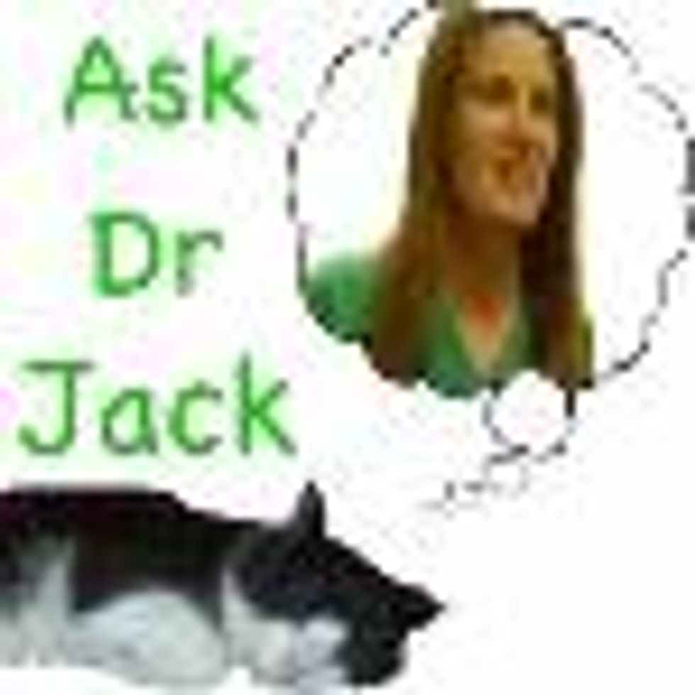 Ask Dr. Jack Special Edition: Tracy's Cat Has Kitty Herpes