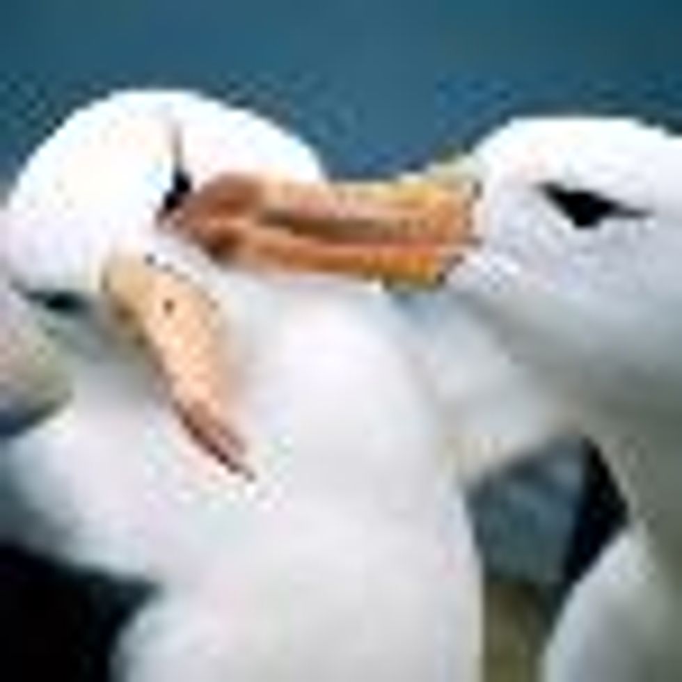 Lesbian Albatross Couple Now Parents!