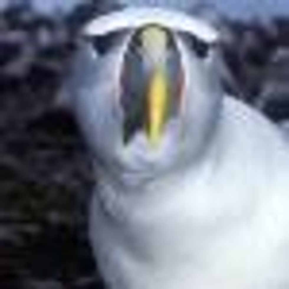 Royal Lesbian Albatrosses Hatch-Yet-to-Be-Named Baby Albatross