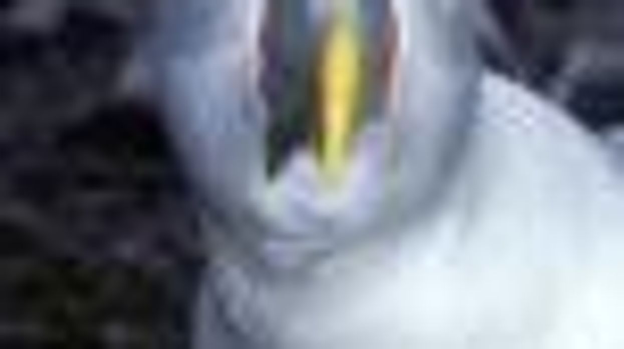 Royal Lesbian Albatrosses Hatch-Yet-to-Be-Named Baby Albatross