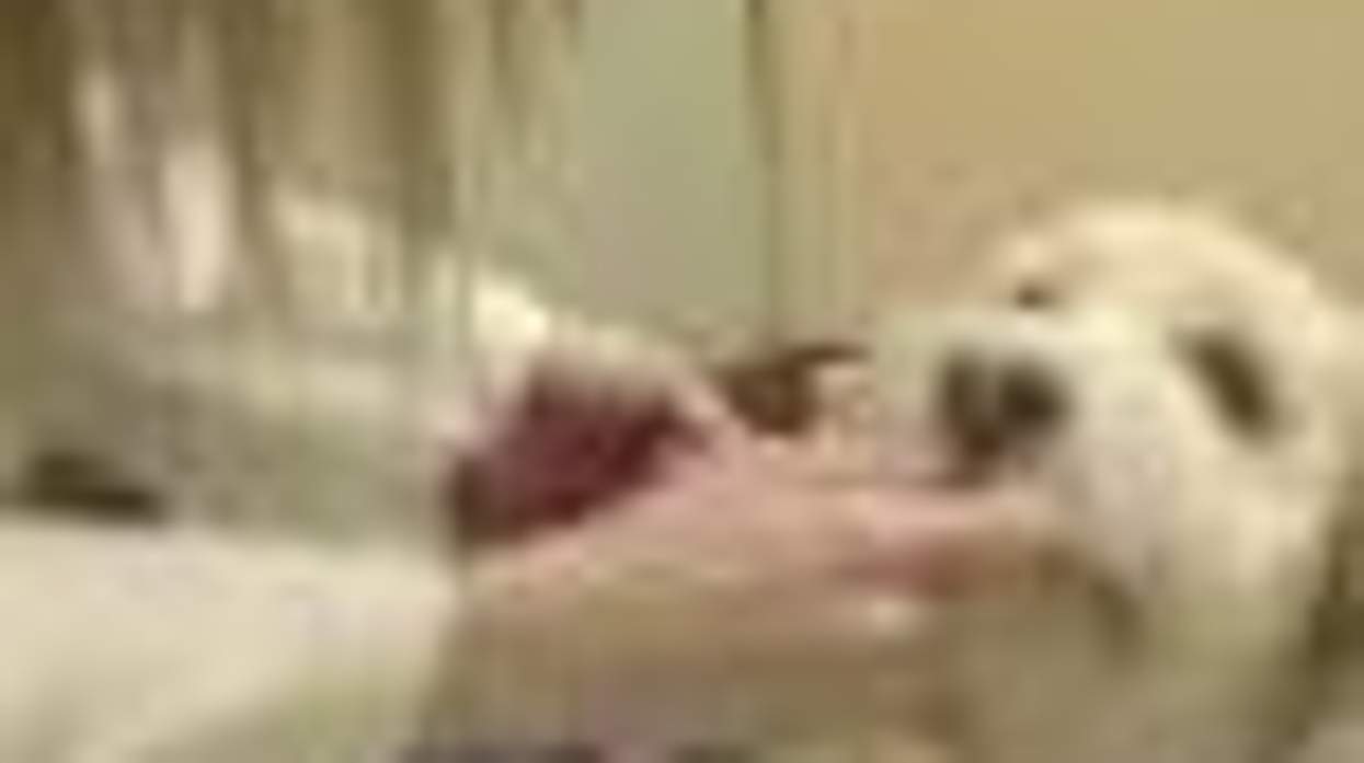 Ask Dr. Jack Video Blog # 1.2: Vets and Pets