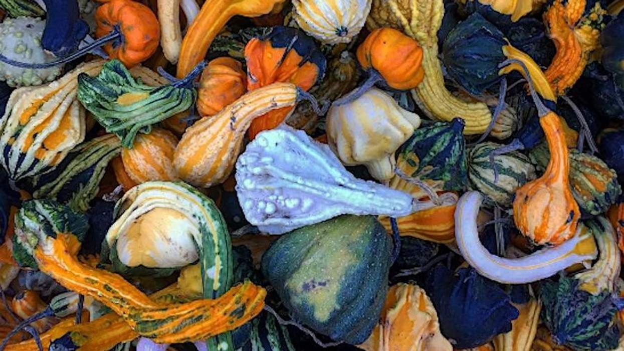 12 Festive Gourds That Are Basically Just Sex Toys