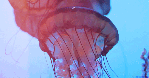 jellyfishing1