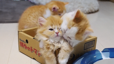 kittens