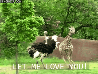Let me love you GIF.