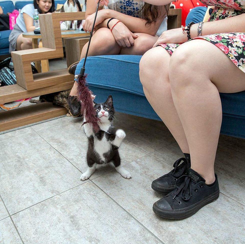 LGBT summer couple dating cat cafe photo