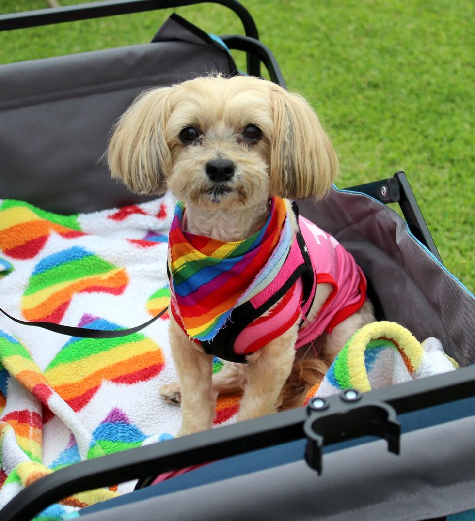 LGBTQ+ Pride Parade Celebration Festival La Canada Flintridge California Pride in the Park