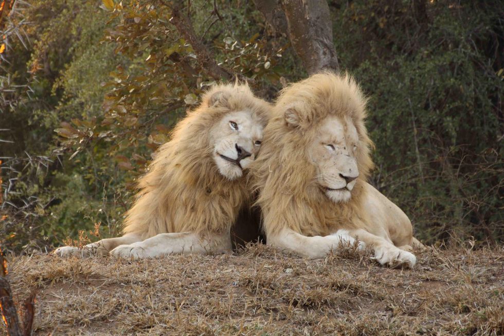 Lion Cuddle