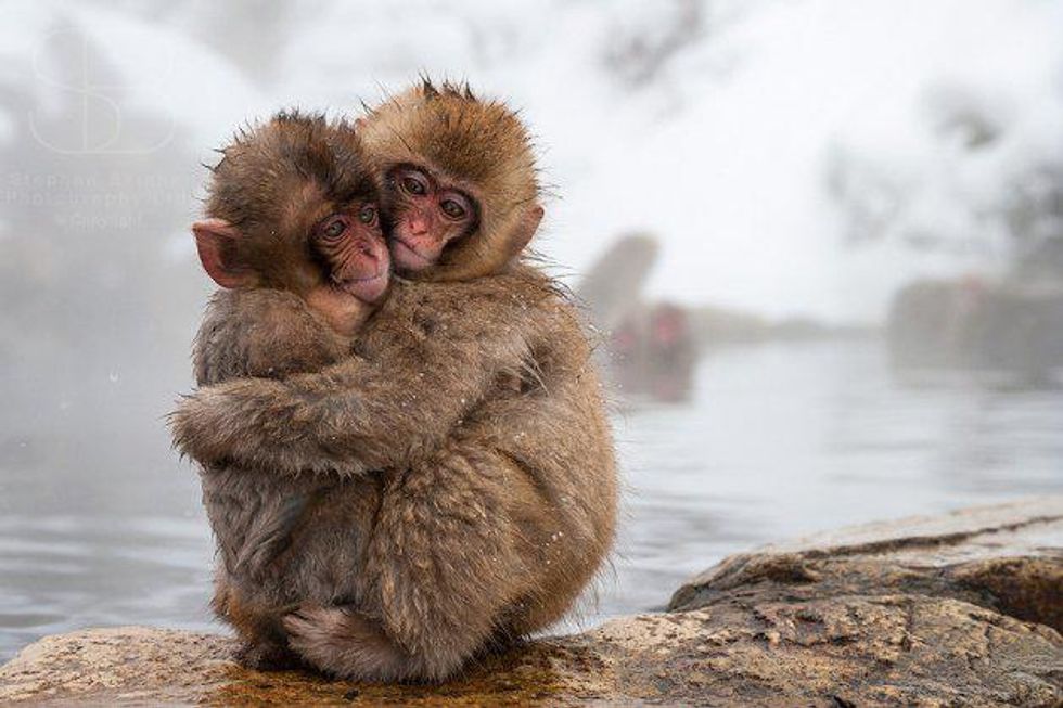 Monkey Cuddle