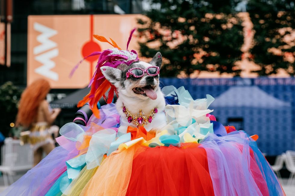 NYC Woof Fest Paws for Pride 2025 drag queens and rainbow dogs LGBTQIA pride celebration