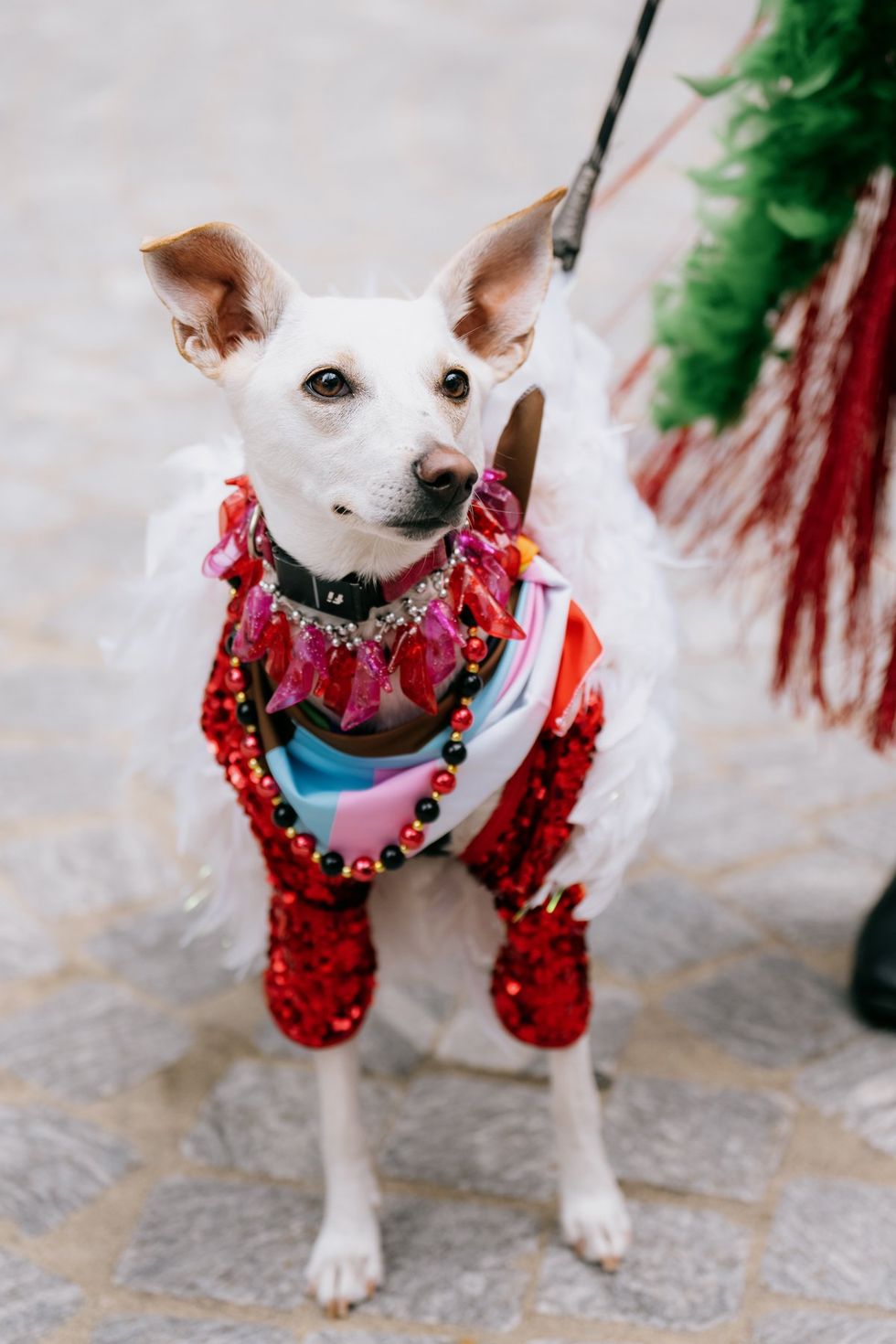 NYC Woof Fest Paws for Pride 2025 drag queens and rainbow dogs LGBTQIA pride celebration