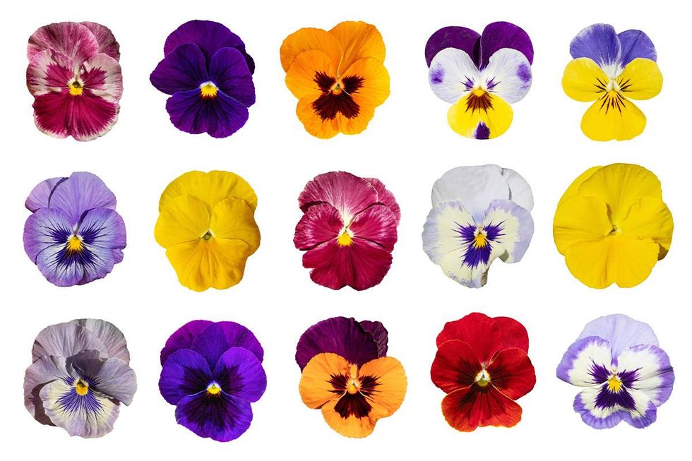 Pansy