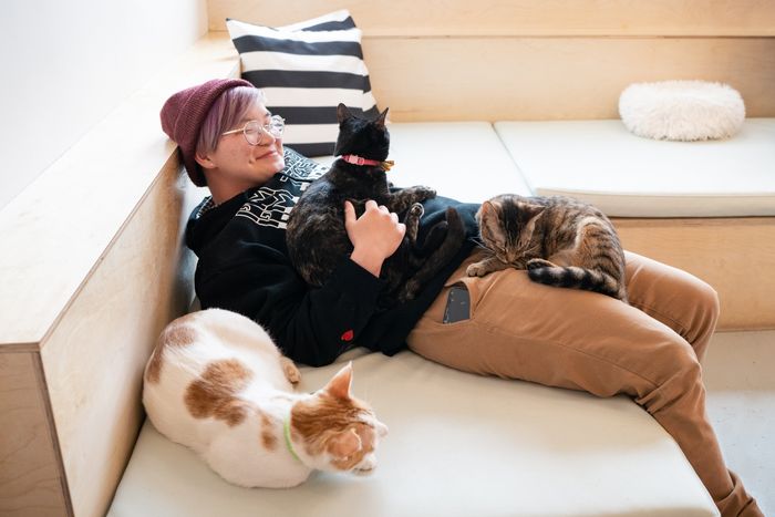 Person petting cats at the NEKO Cat Cafe