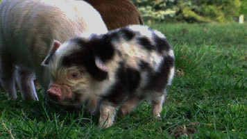 pig shake gif