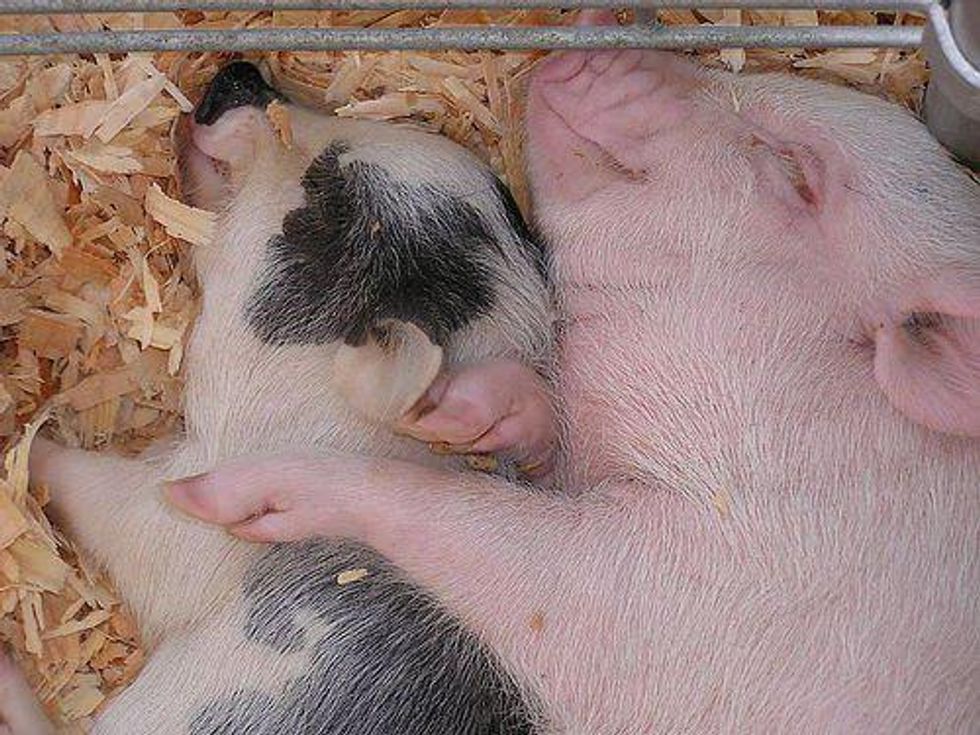 Piglets Cuddling