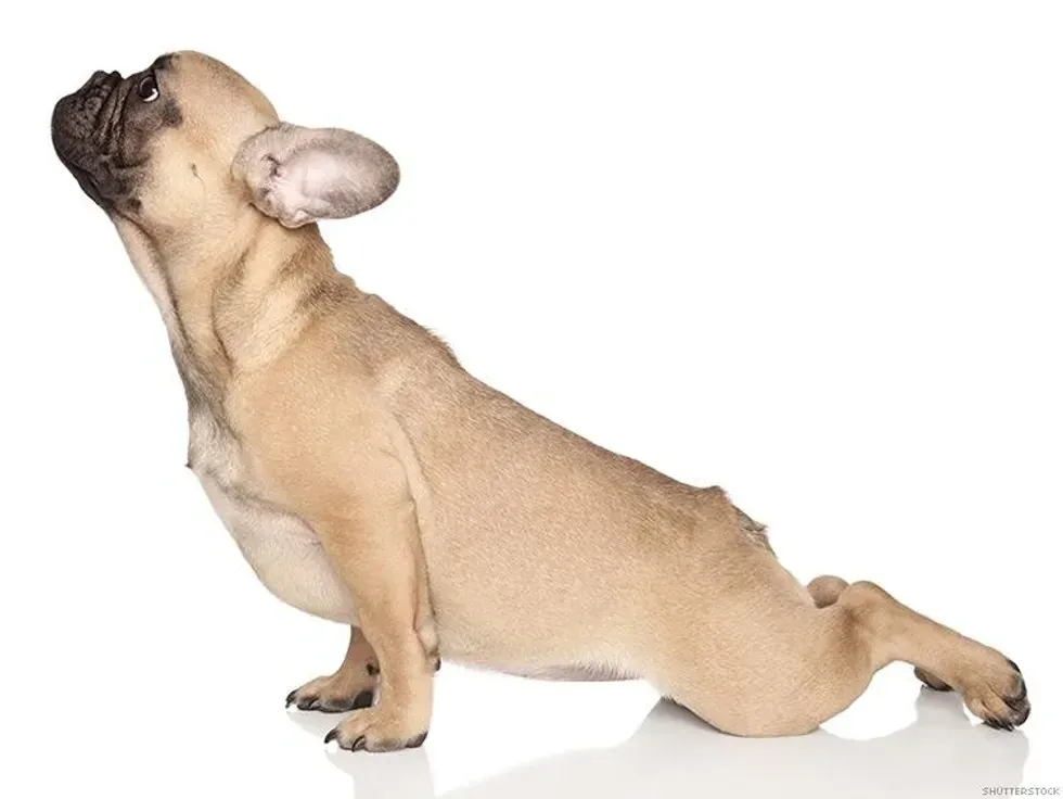 pug stretching