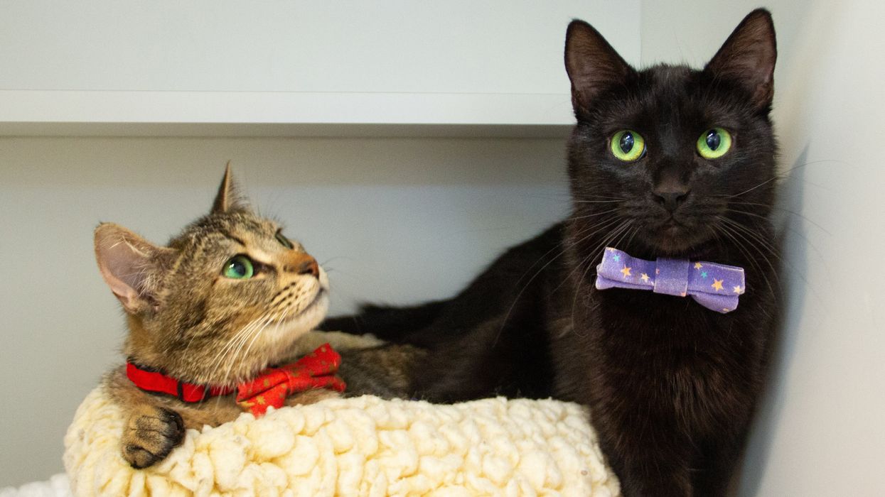 Rescue cats Cait and Vi