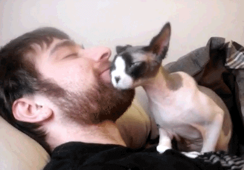 Scratchy Beard Cat gif