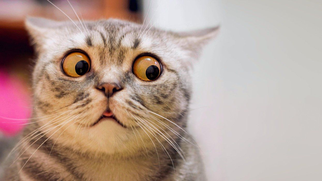 Shocked cat
