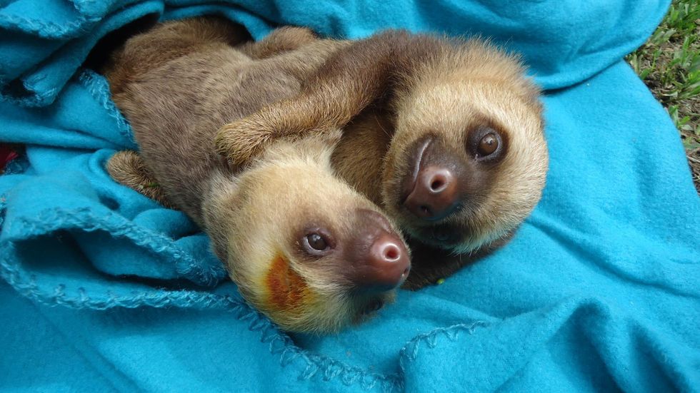 Sloth Cuddle