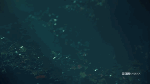 Tatiana Maslany