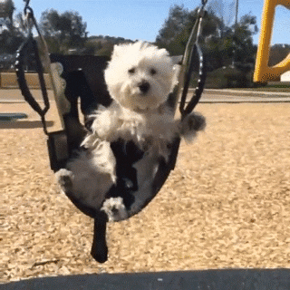 This is a GIF of a dog on a swing.