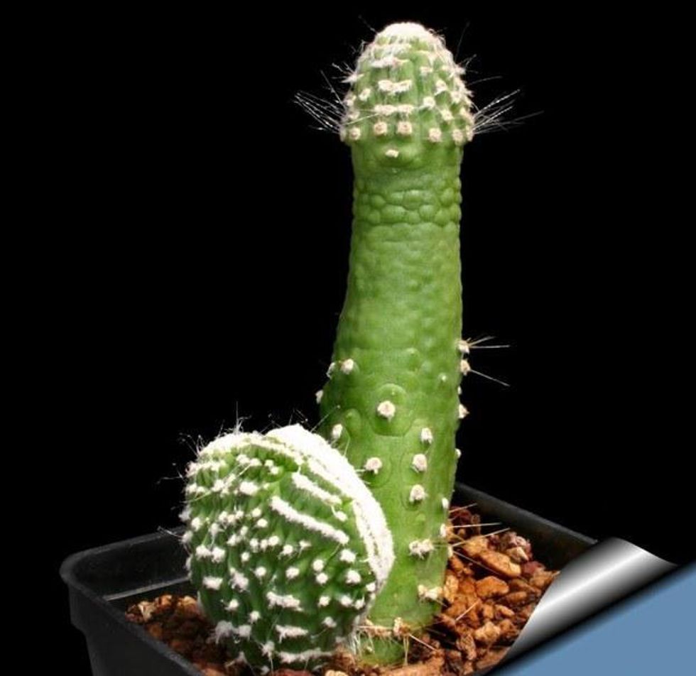 This is a photo of a cactus that looks like a penis.