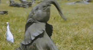 This is an elephant swinging its trunk.
