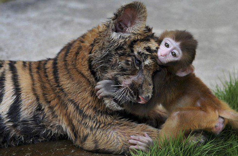 Tiger Monkey Cuddle