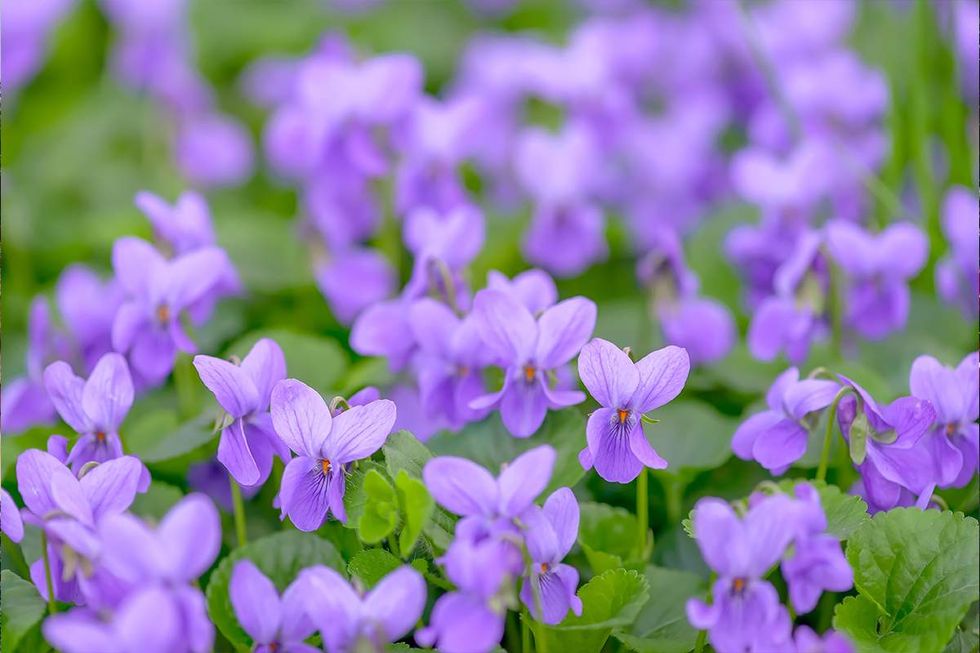 Violets