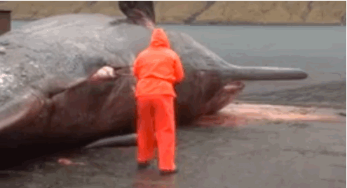 Whale exploding gif