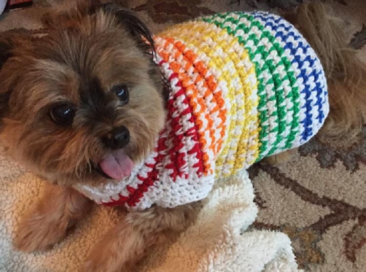 rainbow dog jumper